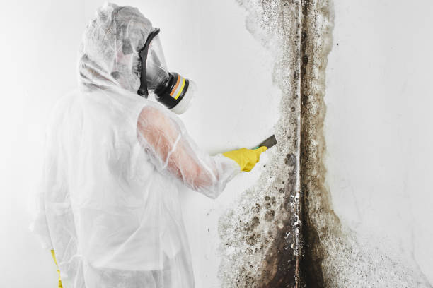 Best Mold Remediation  in Crystal Lake, FL