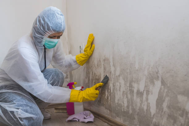 Best Mold Damage Repair  in Crystal Lake, FL