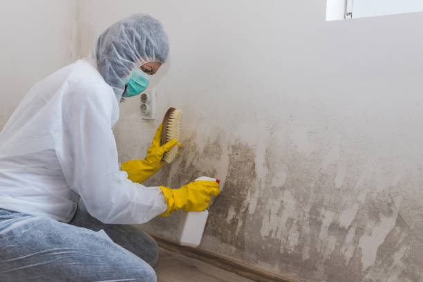 Best Fast Mold Removal  in Crystal Lake, FL