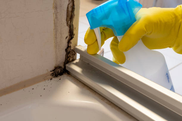 Best Black Mold Removal  in Crystal Lake, FL