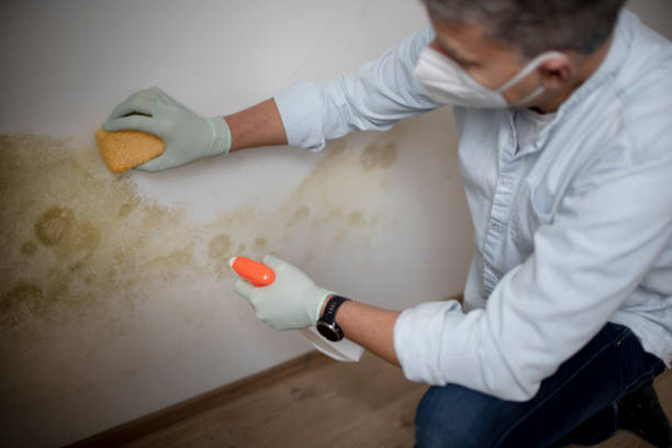 Best Same-Day Mold Removal  in Crystal Lake, FL