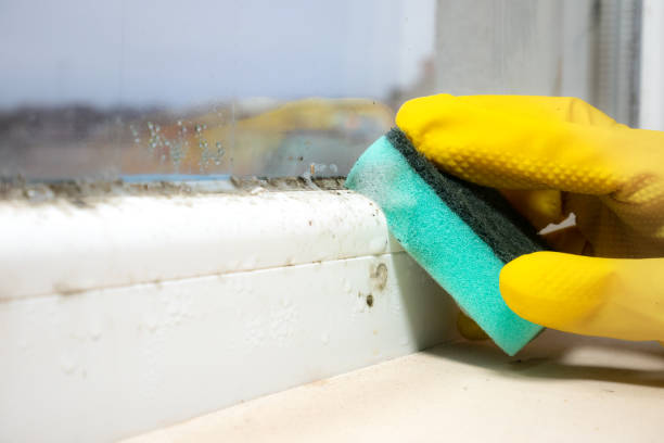 Best Toxic Mold Removal  in Crystal Lake, FL