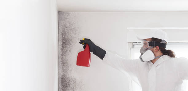 Best Commercial Mold Removal  in Crystal Lake, FL