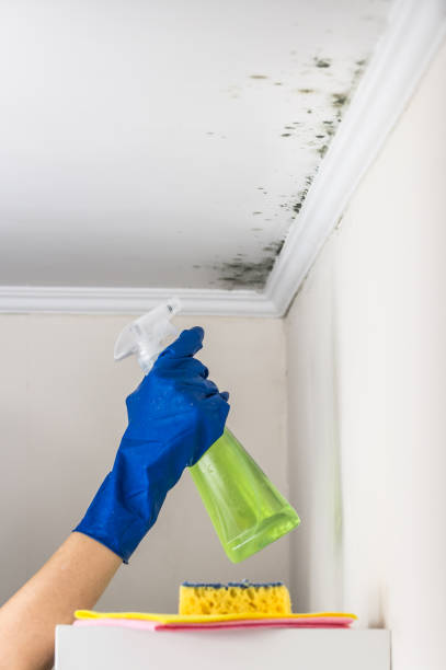 Best Best Mold Removal Companies  in Crystal Lake, FL