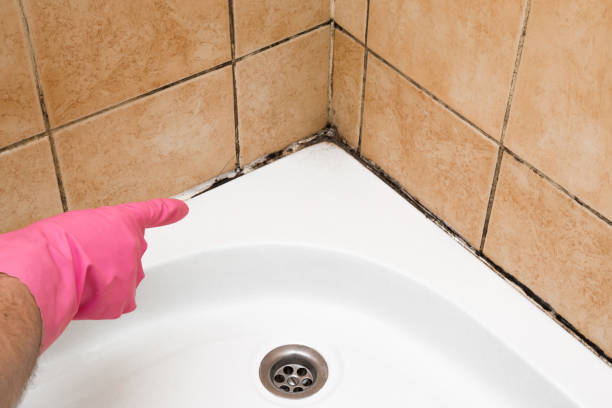 Best Certified Mold Removal  in Crystal Lake, FL